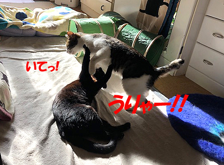 4-12-22-aのコピーのコピー.jpg