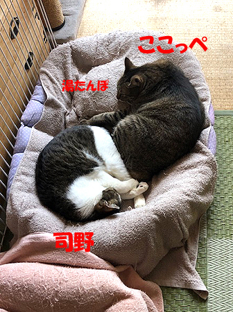 6-5-19-aのコピーのコピー.jpg